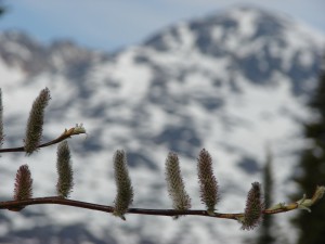 Der Frühling hält Ende Mai Einzug