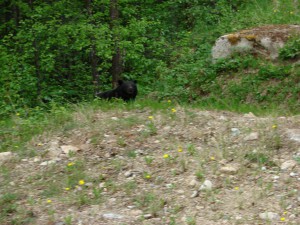 Der Bär und "Essen auf Rädern"