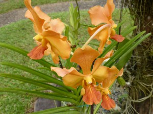 Orchidee