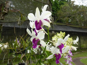 Orchidee
