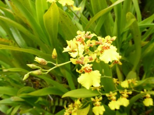 Orchidee