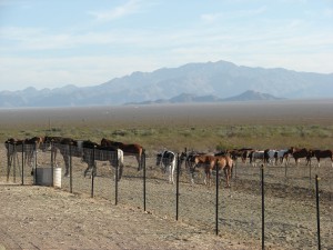 Pferde der Stagecoach Trails Guest Ranch