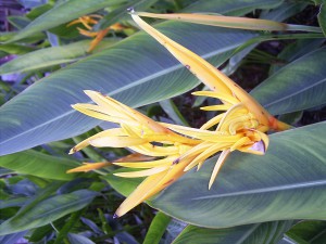 Blume in Malaysia