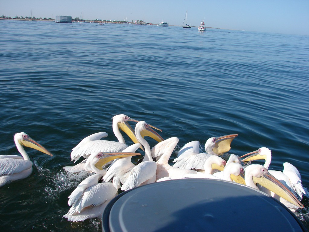 Pelikane in der Walvis Bay