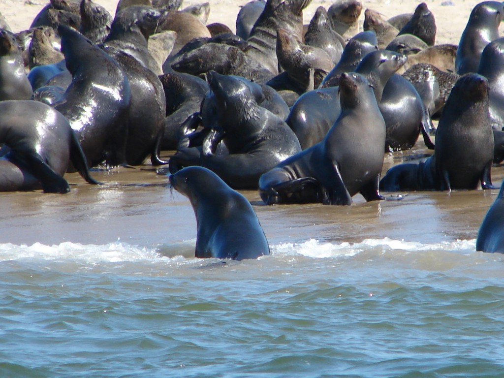Seehunde in der Walvis Bay