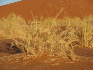 Sossuvlei Wüste