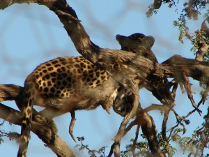 Gepard, Hammerstein Lodge, Namibia