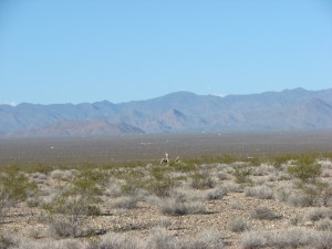 Arizona