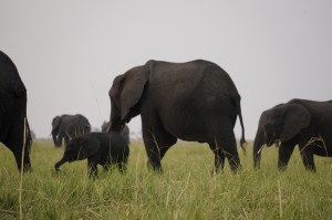 Elefanten im Chobe Nationalpark