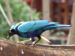 Vogel in Botswana