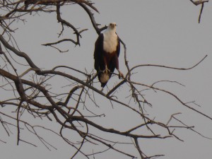 Seeadler am Chobe River