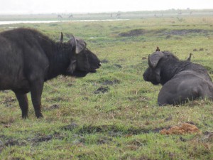 Büffel am Chobe River in Botswana