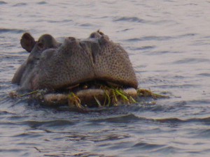 Flusspferd am Chobe River