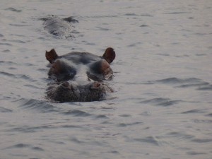 Flusspferd am Chobe River
