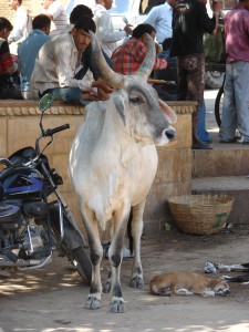 Heilige Kuh in Indien