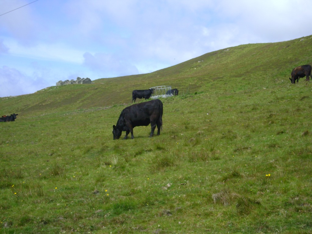 Angus Rinder auf der Insel Rousay