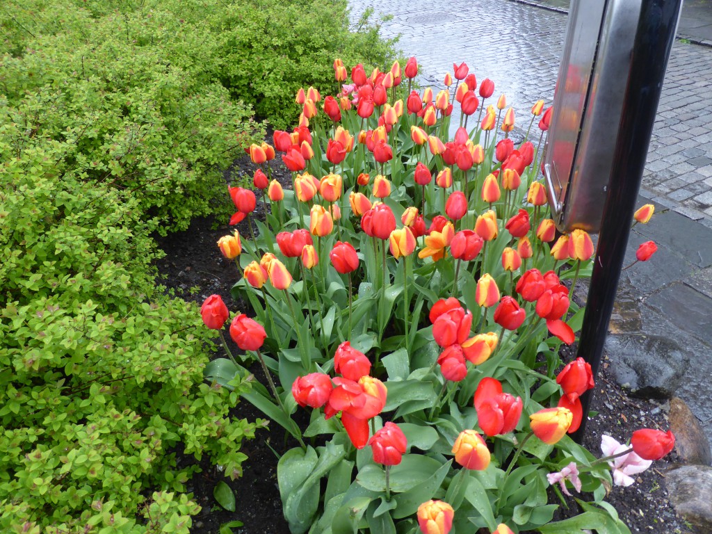 Tulpen im Regen /tulips in the rain in Stavanger