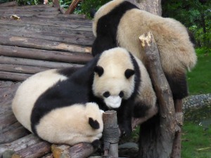 Panda cubs, junge Pandas