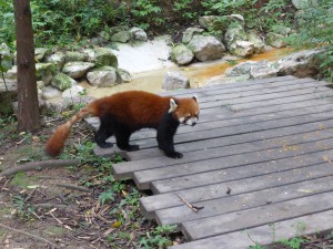 Roter Panda, Red Panda