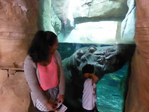 Flusspferd im Zoo Hannover
