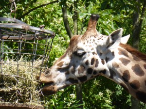 Giraffe, Zoo Hannover