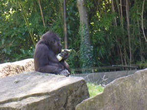 Schimpanse, Zoo Hannover