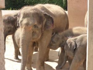 Indische Elefantenkühe mit ihren Kälbern im Zoo Hannover