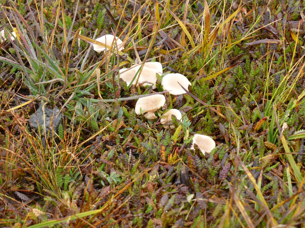 Pilze am Polychrome Pass