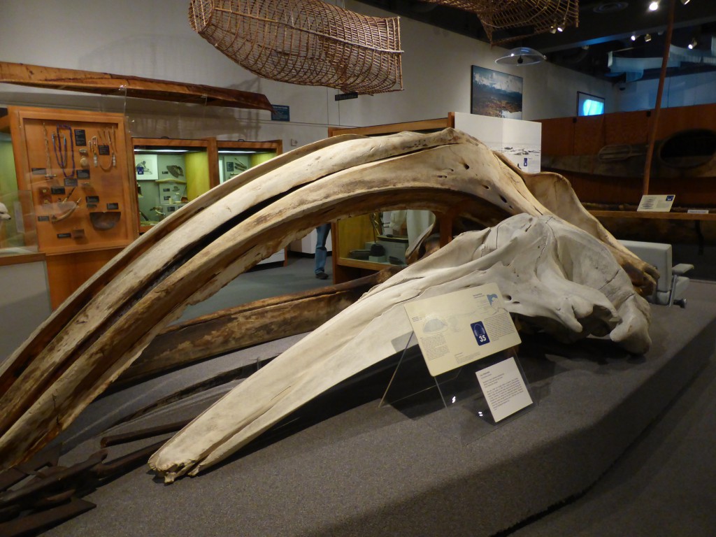 Walschädel im University of Alaska Museum