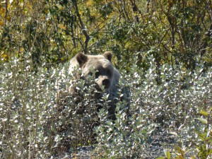 Grizzly