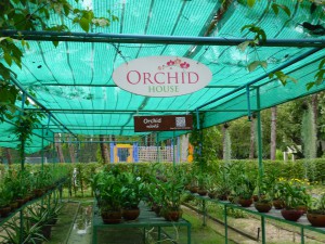 eigene Orchideenzucht im Santiburi