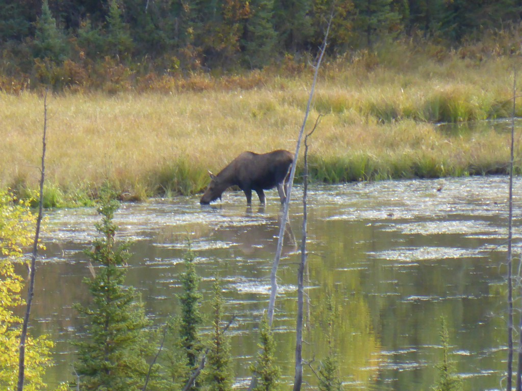 am Glenn Highway, ein Moose