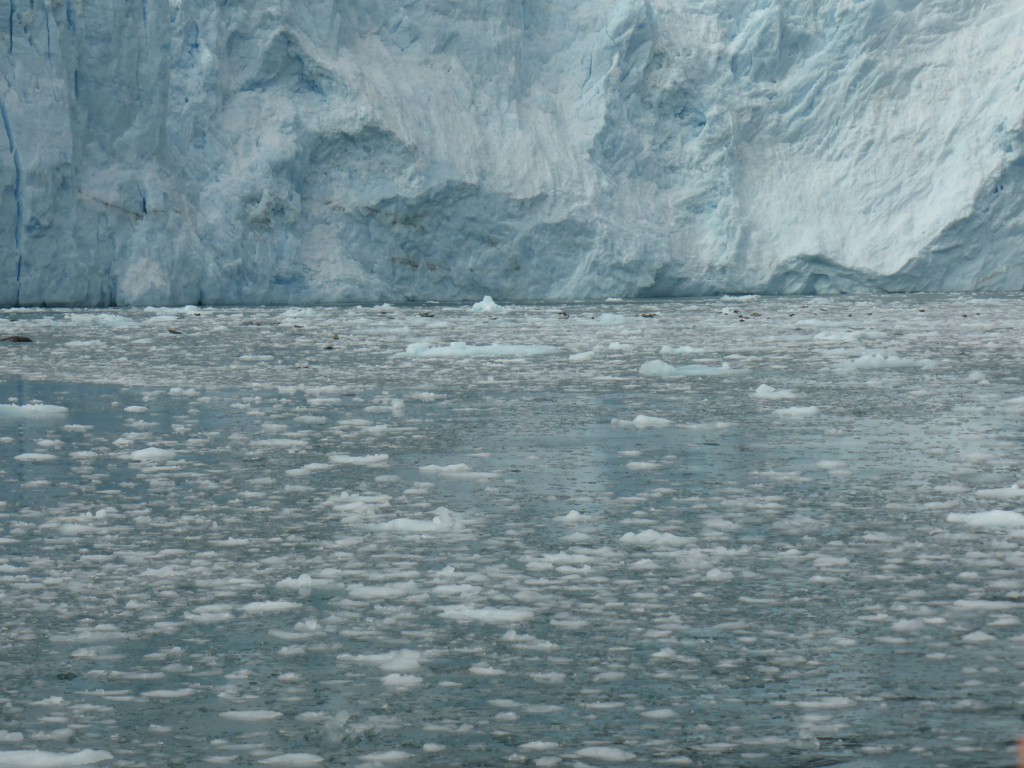 Aialik Gletscher mit Seelöwen