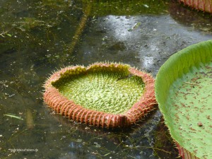Amazonas Wasserlilie entfaltet sich