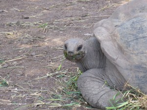 Schildkröte auf Mauritius