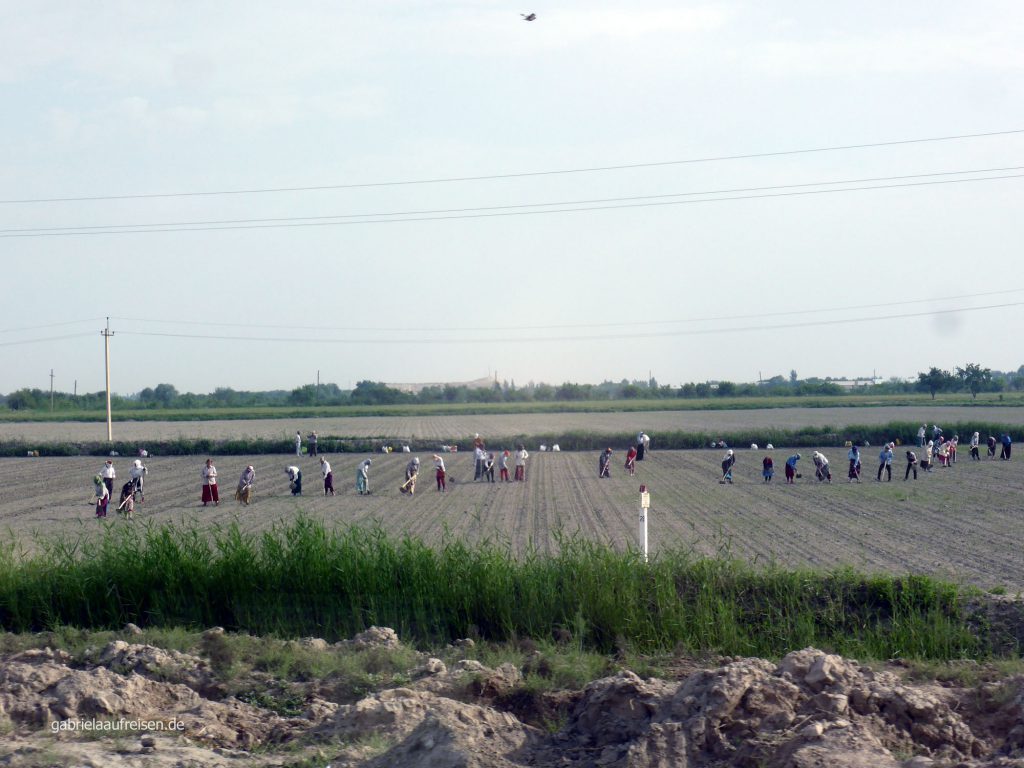 Feldarbeiter kurz hinter Buchara