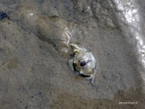Krebs im Watt bei Pellworm