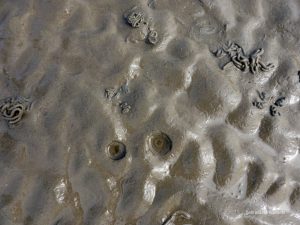 Wurmlöcher im Watt