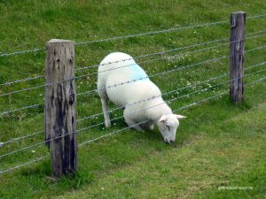 Hinter dem Zaun ist das Gras halt grüner...
