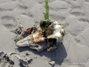 Schweinswalkopf auf Norderoogsand