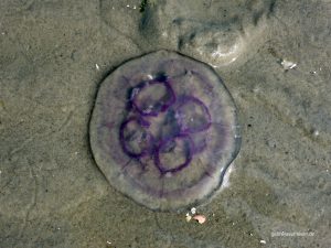 Qualle auf Norderoogsand