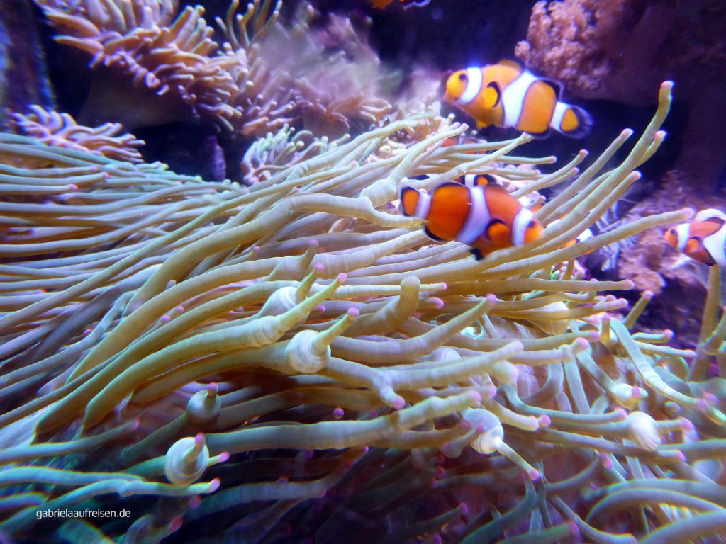 findet Nemo...