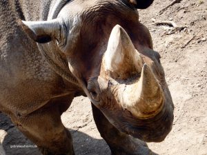 Nashorn