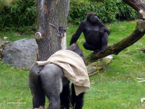 Silberrücken im Zoo Leipzig