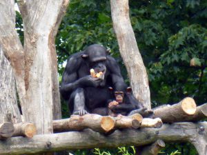 Mutter mit Kind im Zoo leipzig