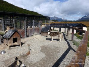 Schlittenhunde im Sommer