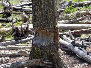 von einem Biber angenagter Baum