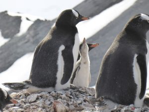 Antarktis, Yankee Harbour, Eselspinguin mit Küken