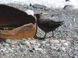 Antarktis, Yankee Harbour, Raubmöwe, Skua