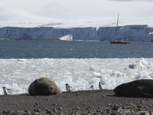 Antarktis, Yankee Harbour, Seeelefanten